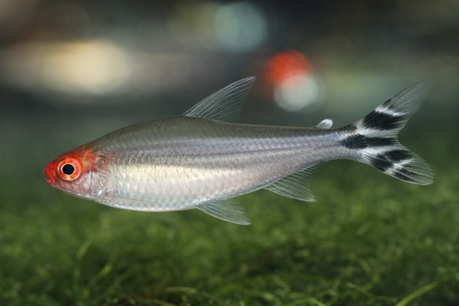 Rotkopfsalmler große kräftige Tiere